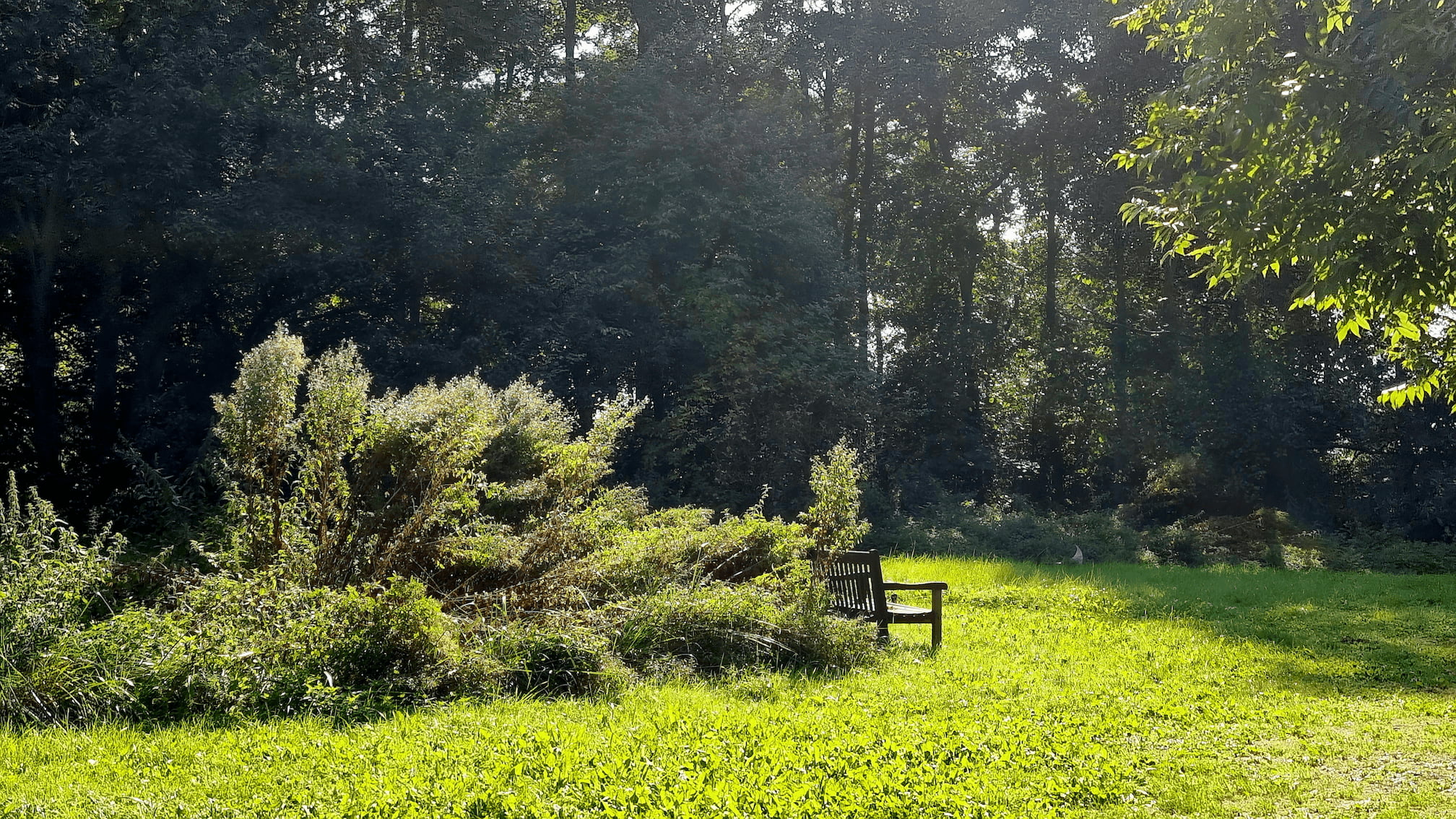 willowherbs on the run