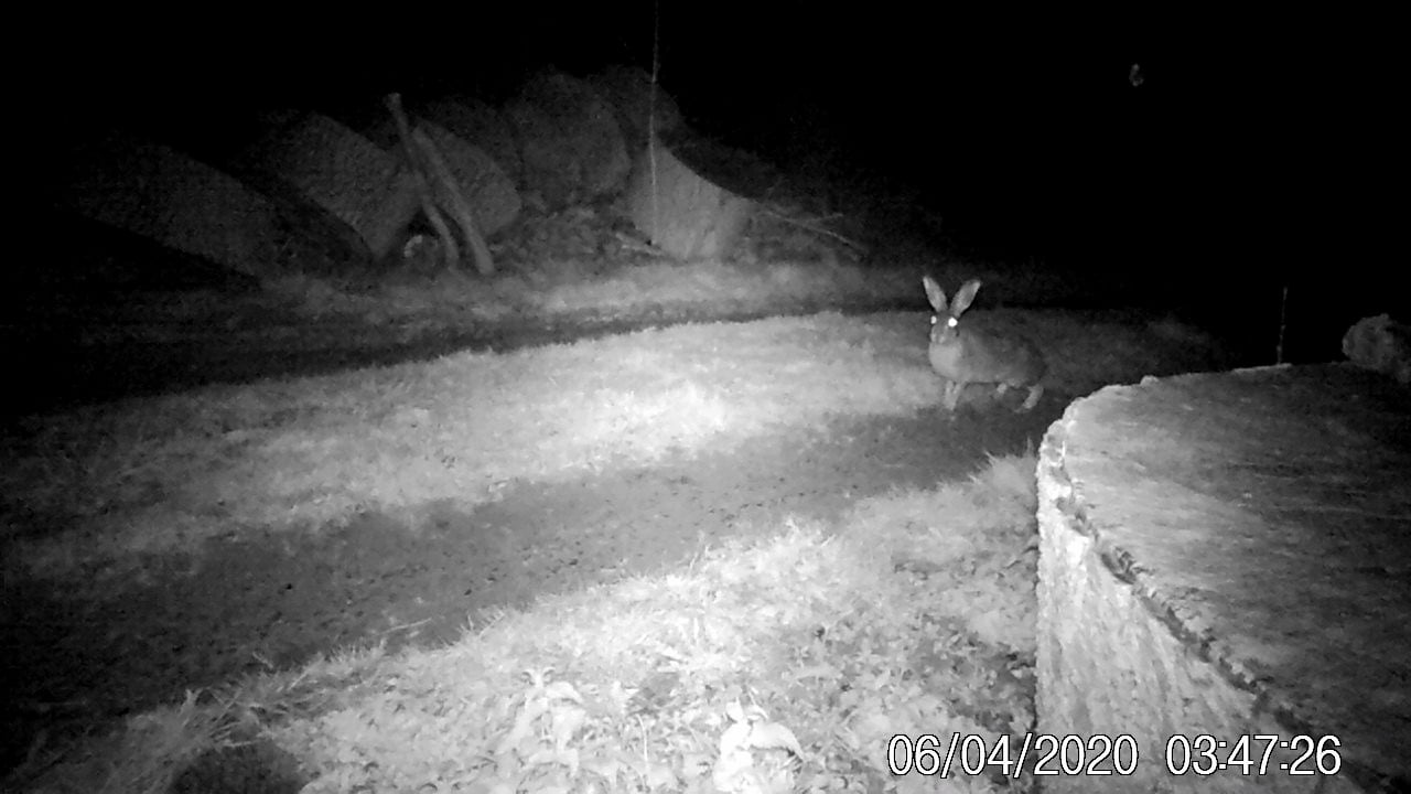 Hare in the driveway